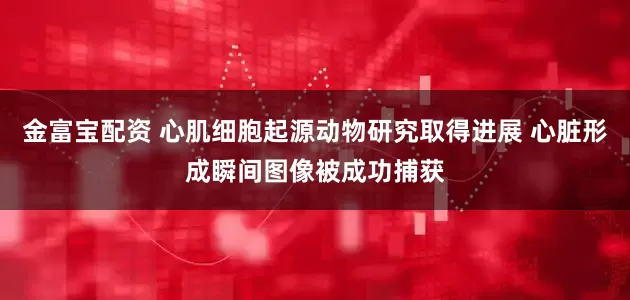 金富宝配资 心肌细胞起源动物研究取得进展 心脏形成瞬间图像被成功捕获